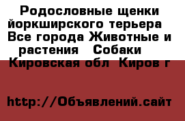 Родословные щенки йоркширского терьера - Все города Животные и растения » Собаки   . Кировская обл.,Киров г.